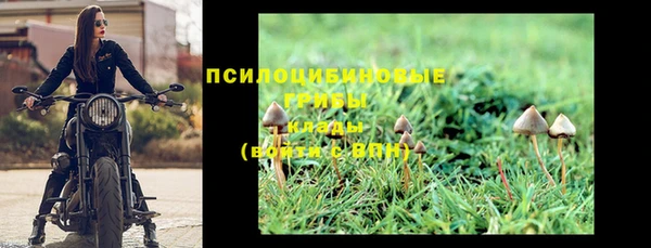 сатива Новозыбков
