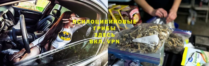маркетплейс официальный сайт  Чистополь  Псилоцибиновые грибы Psilocybe 