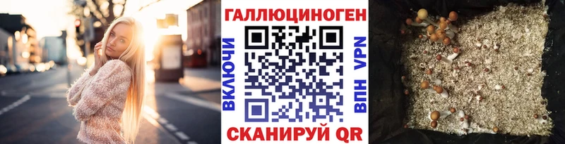 наркотики  Чистополь  Галлюциногенные грибы Cubensis 